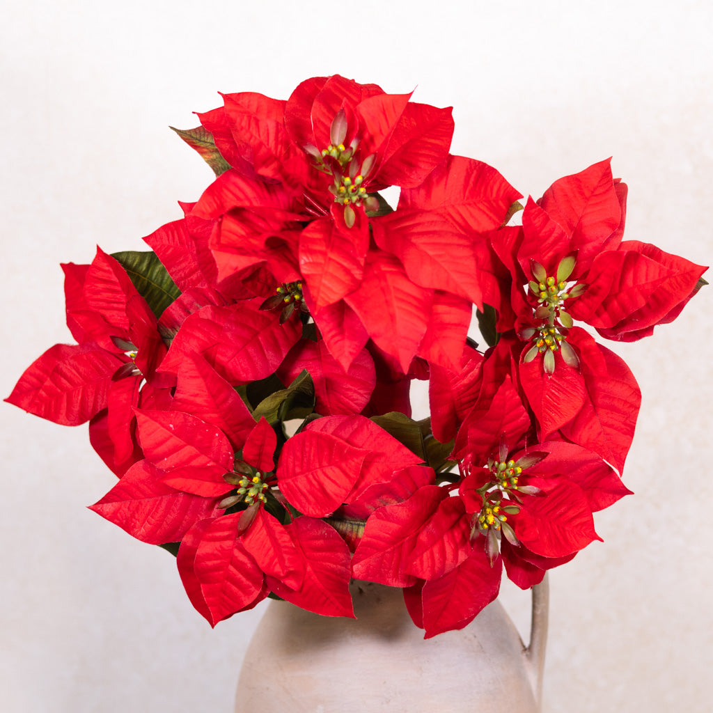 Red Poinsettia Bush