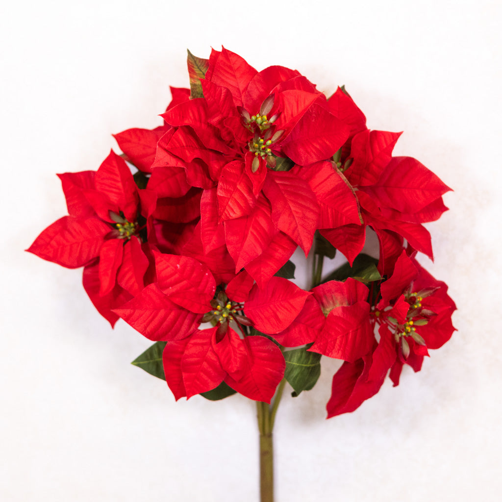 Red Poinsettia Bush