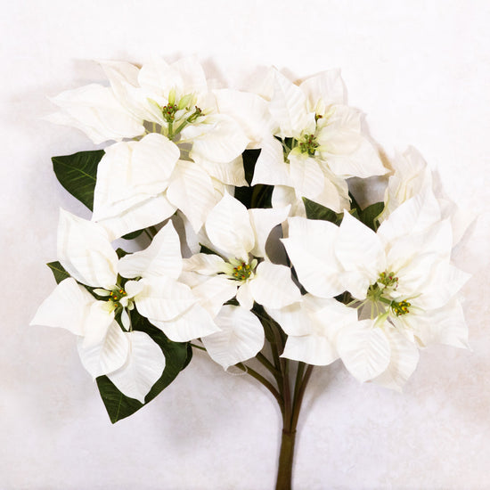White Poinsettia Bush Weather Resistant