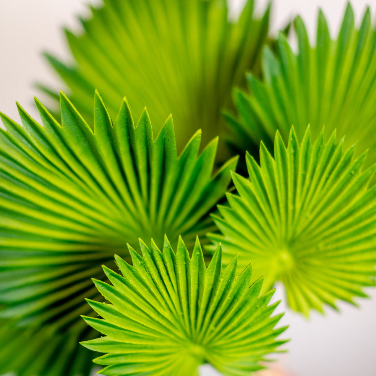 Fan Palm Leaf Bundle Real Touch