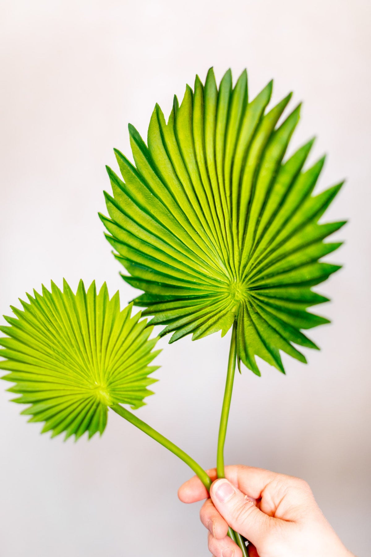 Fan Palm Leaf Bundle Real Touch