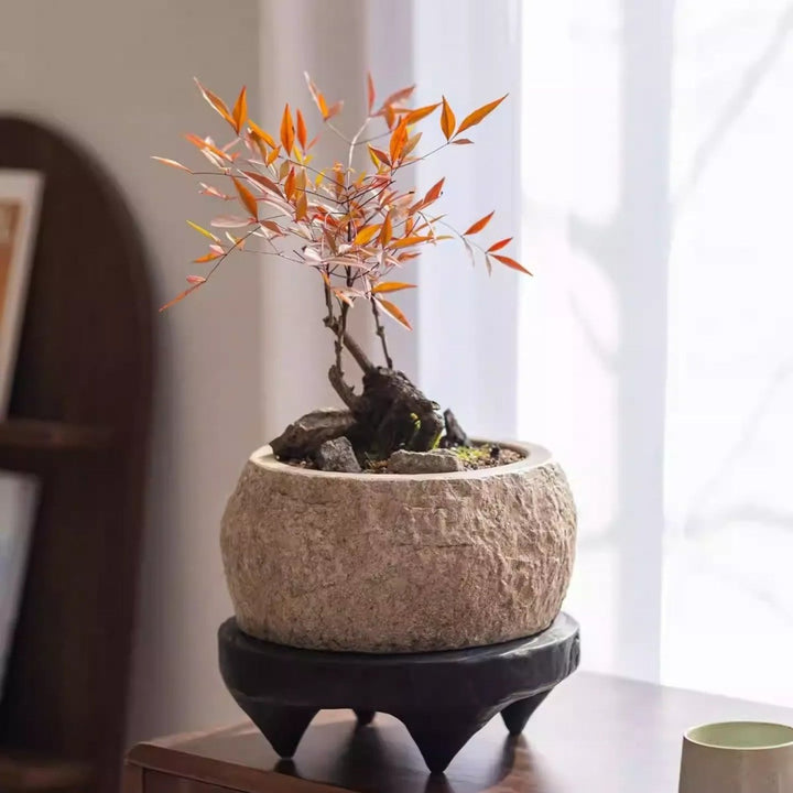 Mesa Cement Pot Planter
