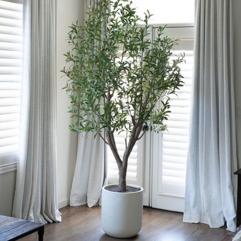 8' Olive Tree Potted in White Stone Pot
