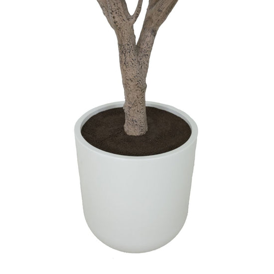 8' Olive Tree Potted in White Stone Pot