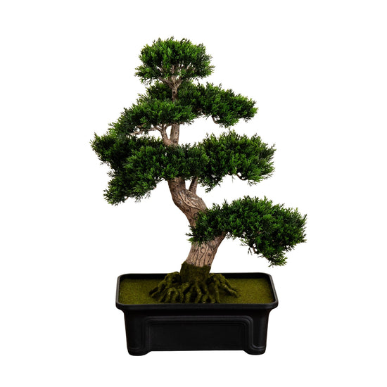 24" Cedar Bonsai Tree