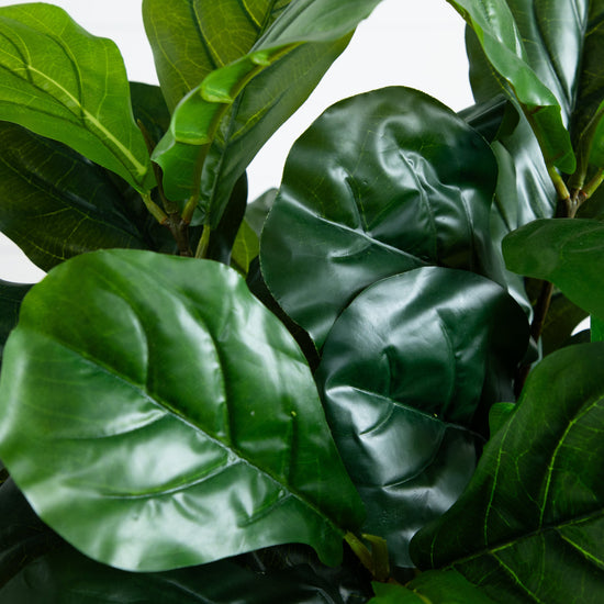 4.5’ Fiddle Leaf Fig Tree in White Planter (Real Touch)