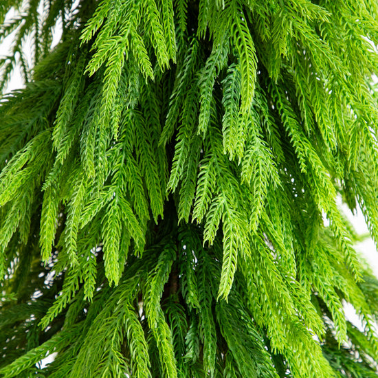5' Artificial Real Touch Down Swept Norfolk Pine Tree with Natural Look