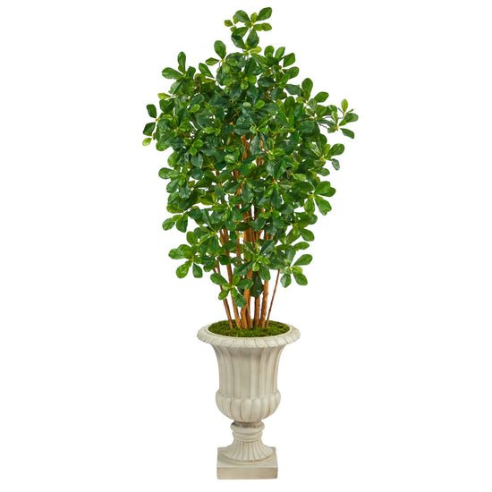 63” Black Olive Artificial Tree in Sand Finished Urn