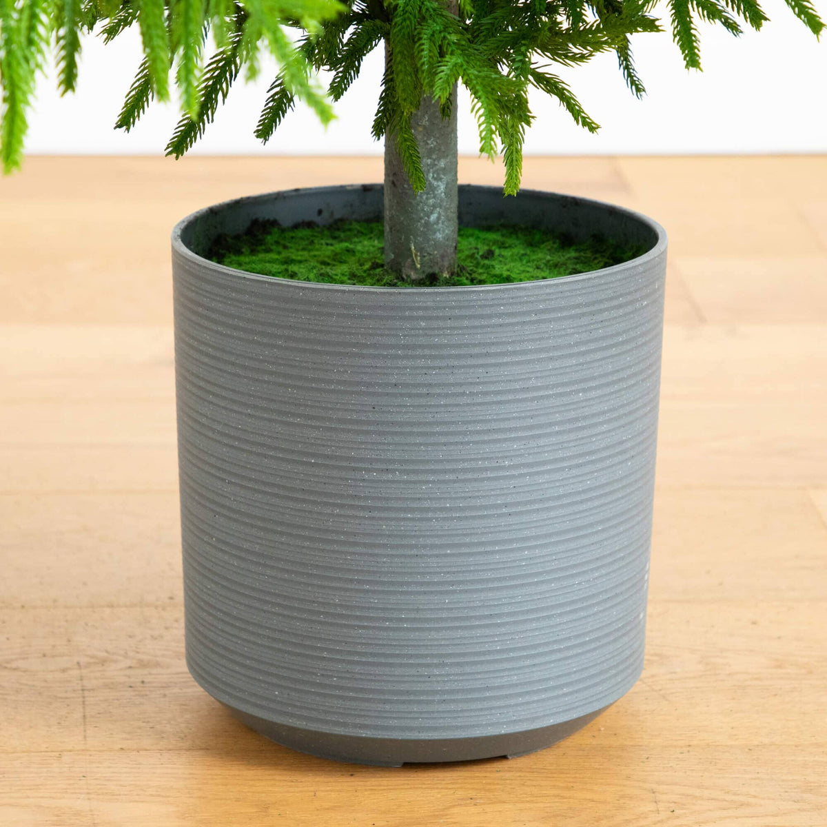 8' Artificial Real Touch Norfolk Island Pine Christmas Tree with Natural Look, holiday tree for festive indoor Christmas decorating