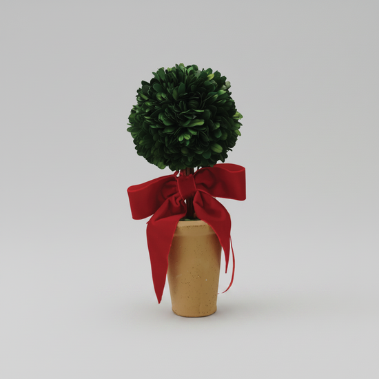 Dried Boxwood Tree with Red Bow in Terracotta Pot
