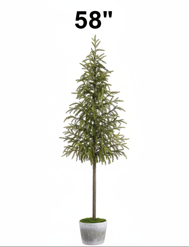 Cypress Tree in Cement Pot, 2 Size Options