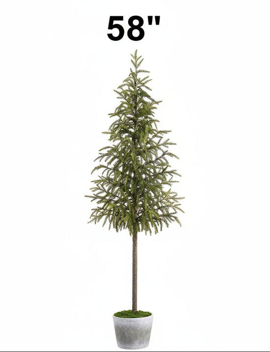 Cypress Tree in Cement Pot, 2 Size Options