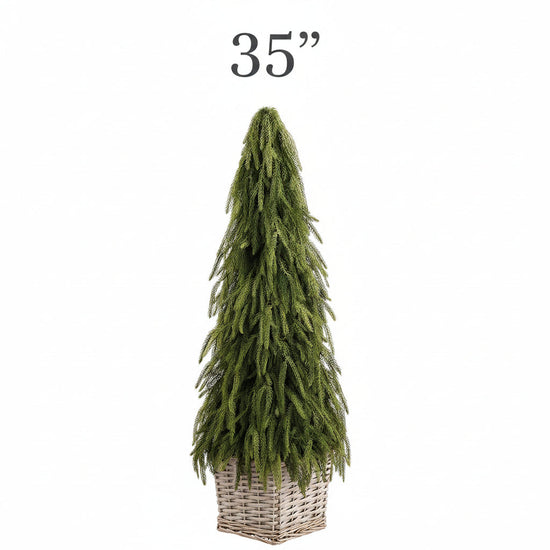 Cypress Cone Topiary in Basket , 2 Size Options