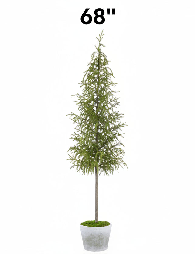 Cypress Tree in Cement Pot, 2 Size Options