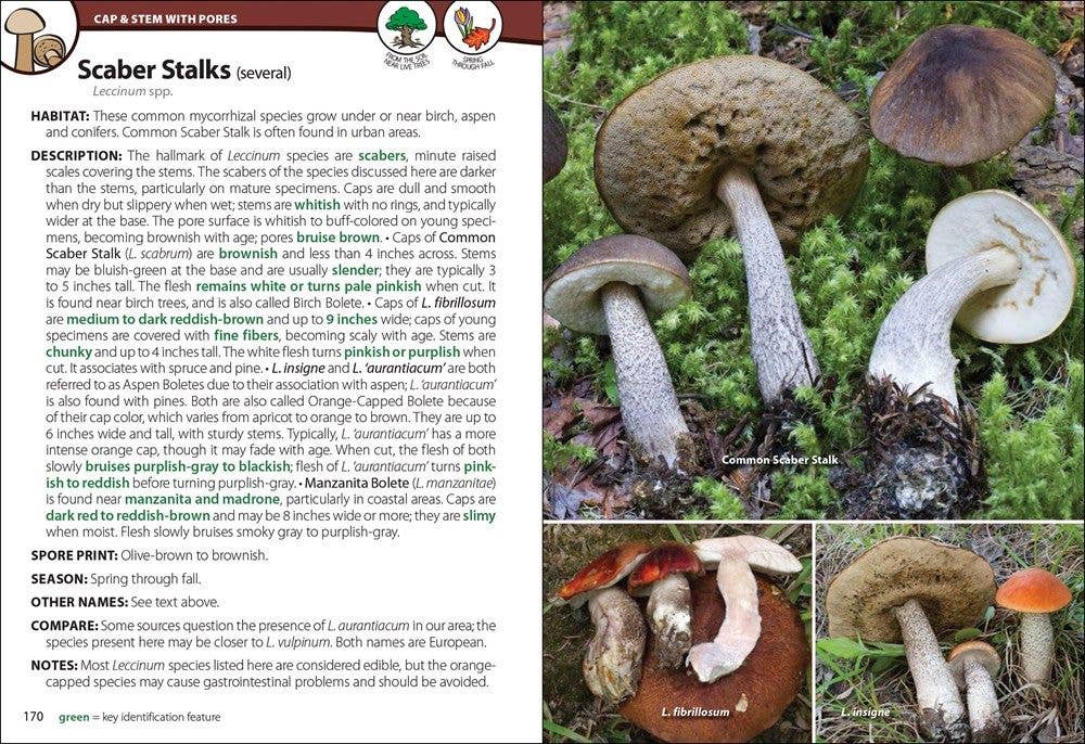 Mushrooms Of The Northwest
