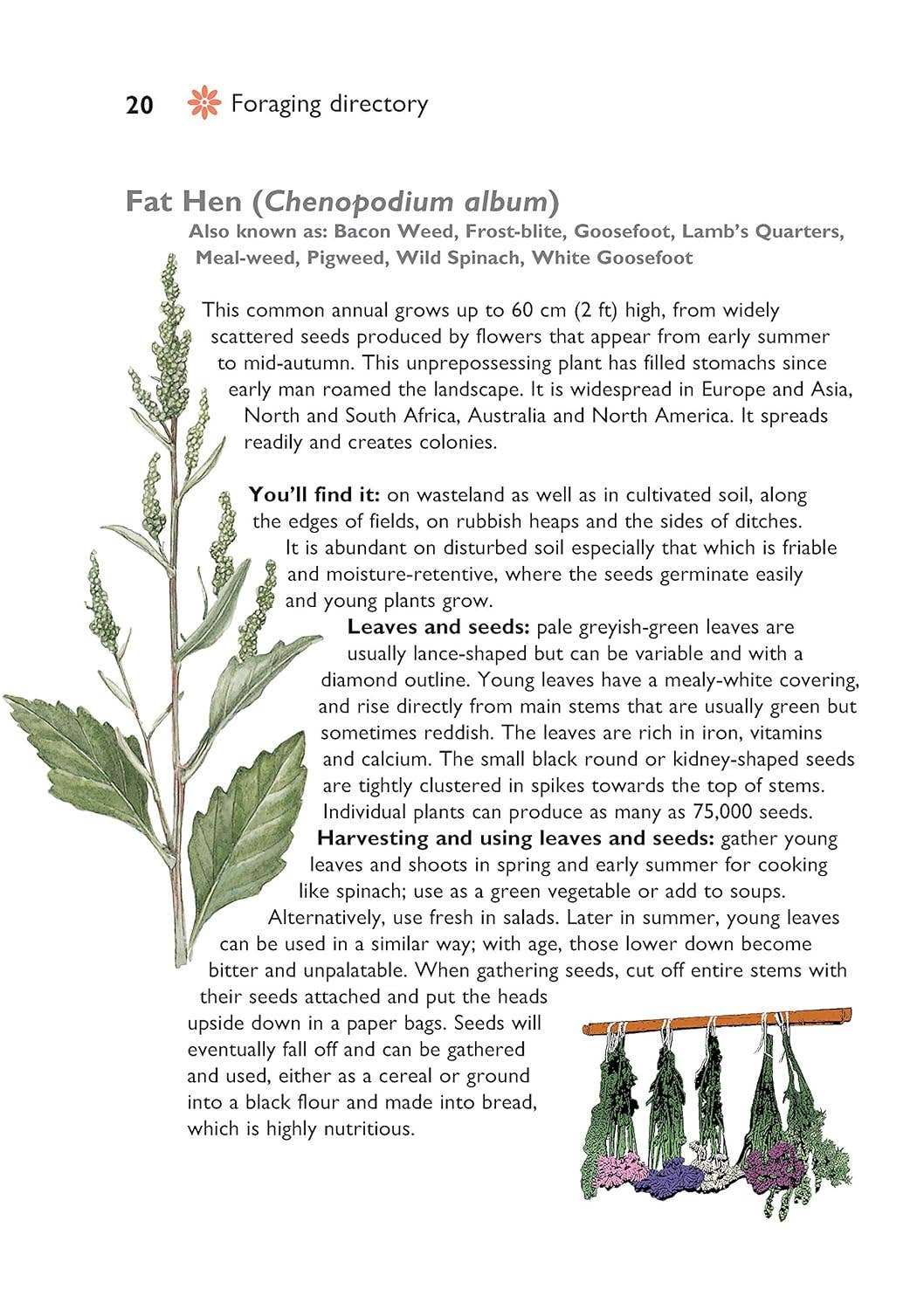 Self-Sufficiency - Foraging for Wild Food