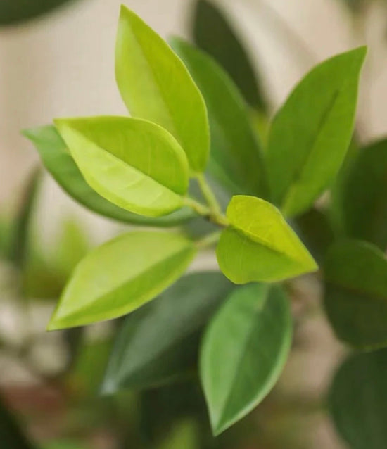 Artificial Bay Leaf  Stems - Bundle of 4