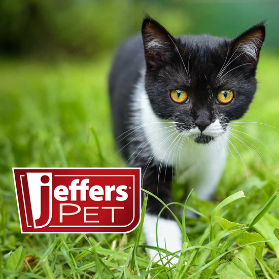 Jeffers Solid Adjustable Nylon Cat Collars