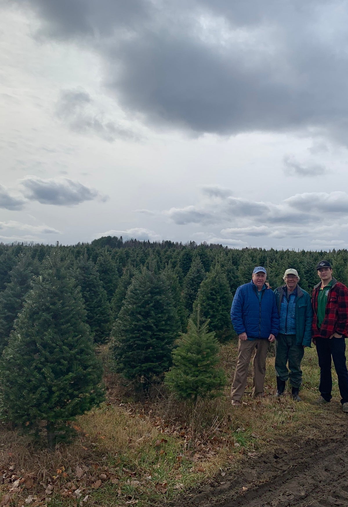 Real Christmas Trees Delivered 9 Foot Premium Balsam Fir Christmas Tree